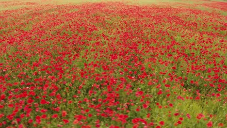 Drone-shot-low-flight-over-a-field-of-poppy,-Cloudy-afternoon-in-South-of-France